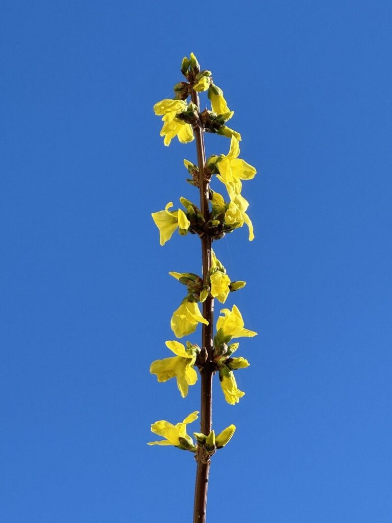 forsythia, flowers, branch-8595521.jpg